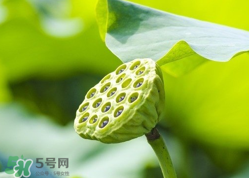 新鮮蓮蓬可以去胎毒嗎？蓮蓬煮水可以去胎毒嗎？