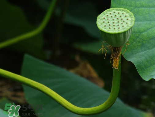 新鮮蓮蓬可以去胎毒嗎？蓮蓬煮水可以去胎毒嗎？