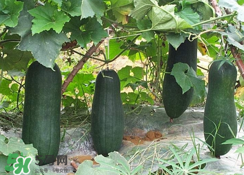 2017冬瓜多少錢一斤？冬瓜多少錢一斤2017？