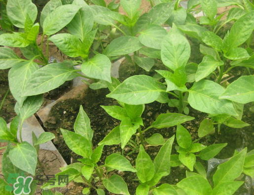 7月份可以種辣椒嗎？7月播辣椒種多長時間能栽？