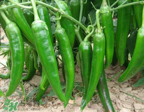 7月份可以種辣椒嗎？7月播辣椒種多長時間能栽？