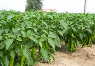 7月份可以種辣椒嗎？7月播辣椒種多長(zhǎng)時(shí)間能栽？