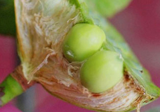 新鮮蓮子可以直接吃嗎？生蓮子可以直接吃嗎？