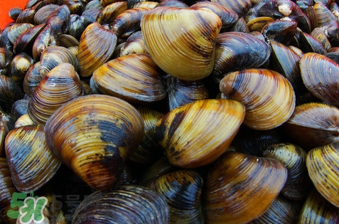 黃蜆子多少錢一斤？河蜆子多少錢一斤