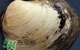 蜆子是蛤蜊嗎？蜆子和文蛤怎樣區(qū)別