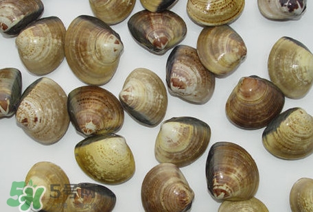 蜆子是蛤蜊嗎？蜆子和文蛤怎樣區(qū)別