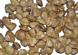 蜆子是花甲嗎？蜆子是海鮮嗎？