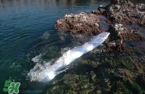 皇帶魚(yú)吃什么？皇帶魚(yú)吃人嗎？