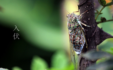 三伏天是什么？三伏天應注意什么？