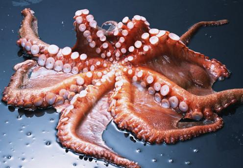 章魚是魚嗎？章魚有什么營養(yǎng)價值？