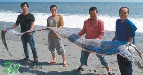 皇帶魚可以吃嗎？皇帶魚是帶魚的一種嗎