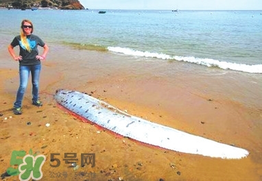 皇帶魚好吃嗎？皇帶魚和帶魚的區(qū)別