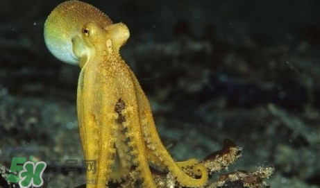 八帶魚怎么洗？八爪魚怎么處理干凈