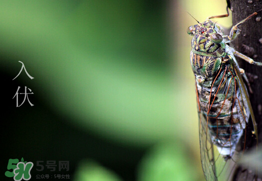 2017年幾月幾號入伏？入伏是幾月幾號2017？