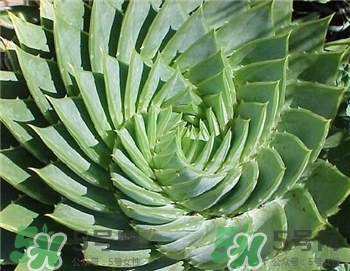 新鮮蘆薈怎么做面膜?用新鮮蘆薈做面膜好嗎? 新鮮蘆薈怎么做面膜?用新鮮蘆薈做面膜好嗎?