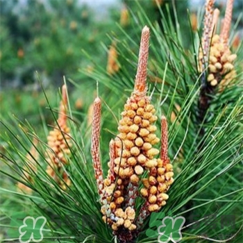 松花粉是什么?松花粉可以吃嗎? 松花粉是什么?松花粉可以吃嗎?