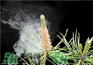 松花粉是什么?松花粉可以吃嗎? 松花粉是什么?松花粉可以吃嗎?