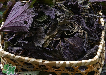 紫蘇是什么植物？紫蘇是發(fā)物嗎？