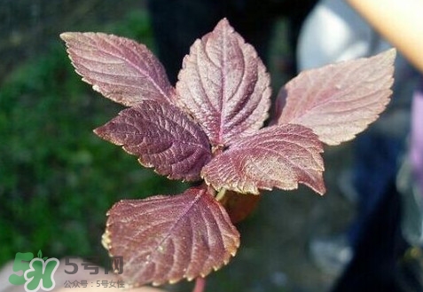 紫蘇葉能經常泡茶喝嗎？紫蘇葉與蘇葉一樣嗎