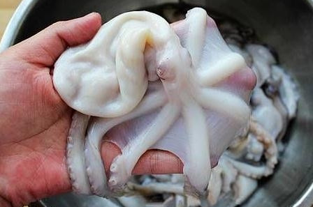 章魚是魚嗎？章魚有什么營養(yǎng)價值？