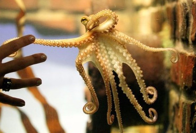 章魚是魷魚嗎？章魚和魷魚有什么區(qū)別