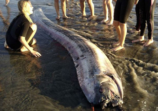 皇帶魚吃什么？皇帶魚吃人嗎？