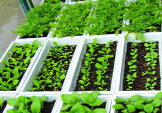 入伏種什么菜？入伏適合種哪些蔬菜？