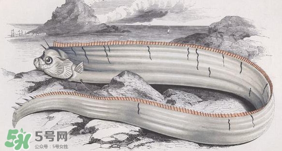 皇帶魚(yú)多少錢(qián)一斤？皇帶魚(yú)的價(jià)格