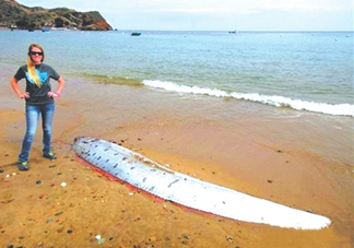 皇帶魚好吃嗎？皇帶魚和帶魚的區(qū)別