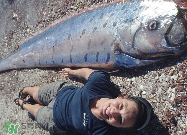 皇帶魚最長有多長？皇帶魚的恐怖傳說
