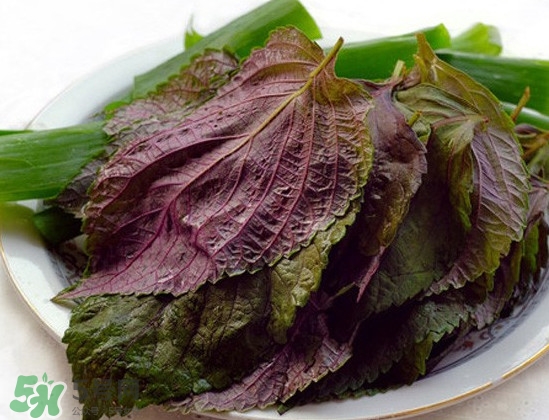 新鮮紫蘇葉怎么吃？紫蘇葉的吃法