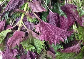 紫蘇是什么植物？紫蘇是發(fā)物嗎？