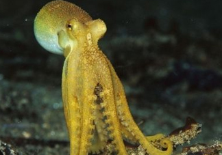 八帶魚怎么洗？八爪魚怎么處理干凈