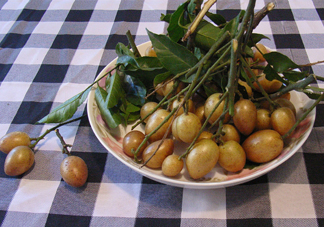 黃皮果什么品種最好吃？黃皮果吃多了會(huì)怎樣