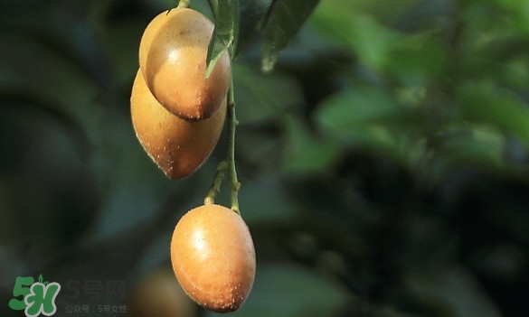 黃皮果什么品種最好吃？黃皮果吃多了會怎樣