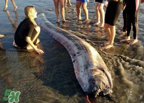 皇帶魚可以吃嗎？皇帶魚是帶魚的一種嗎