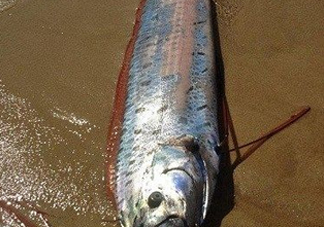 皇帶魚多少錢一斤？皇帶魚的價格