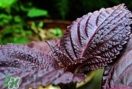 紫蘇是莧菜嗎？紫蘇和莧菜的區(qū)別