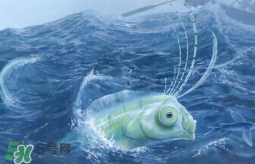 皇帶魚可以吃嗎？皇帶魚是帶魚的一種嗎