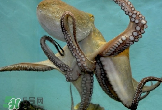 章魚是烏賊嗎？章魚與烏賊的區(qū)別