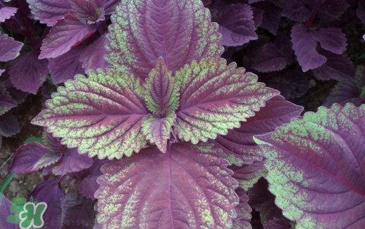 紫蘇是莧菜嗎？紫蘇和莧菜的區(qū)別