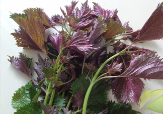 紫蘇和羅勒是一種東西嗎？紫蘇葉對(duì)人體有什么好處