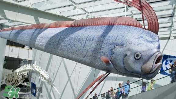 皇帶魚最長有多長？皇帶魚的恐怖傳說