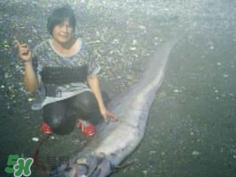 皇帶魚好吃嗎？皇帶魚和帶魚的區(qū)別