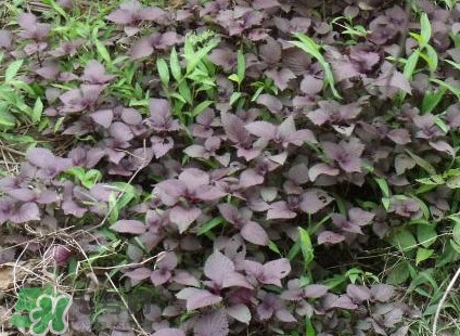 紫蘇葉能經常泡茶喝嗎？紫蘇葉與蘇葉一樣嗎