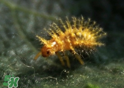 洋辣子是毛毛蟲嗎？洋辣子和毛毛蟲的區(qū)別