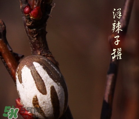 洋辣子罐怎么吃？洋辣子罐有什么營(yíng)養(yǎng)價(jià)值