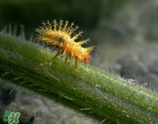 洋辣子是什么？洋辣子能吃嗎？