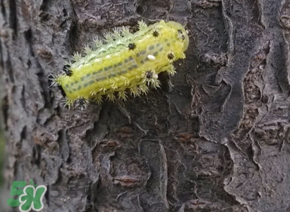 被洋辣子蟄了怎么辦？被洋辣子蟄到怎么治