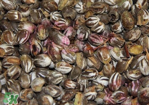 洋辣子是毛毛蟲嗎？洋辣子和毛毛蟲的區(qū)別